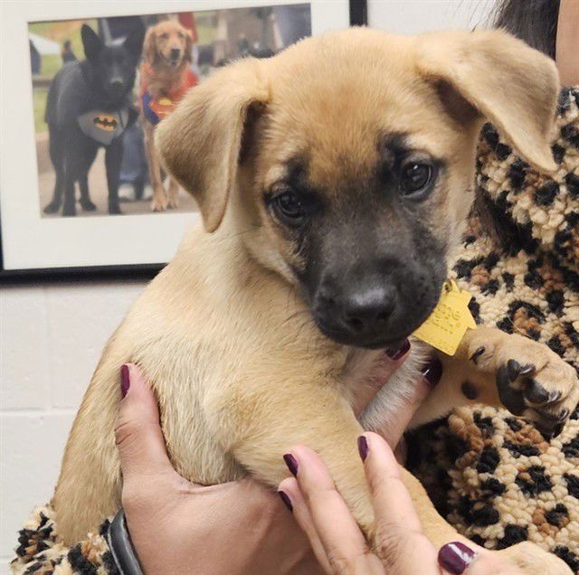 POMELO - Chihuahua available for adoption