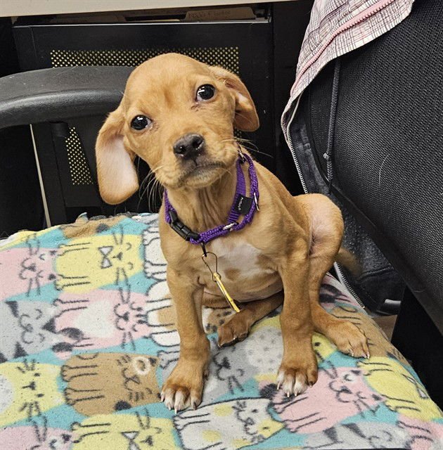 MABEL - Australian Cattle Dog/Blue Heeler / Beagle available for adoption