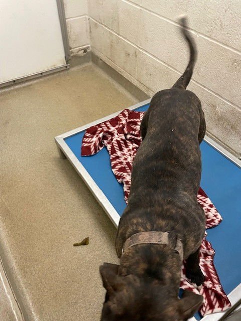 FARFALLE - Pit Bull Terrier available for adoption