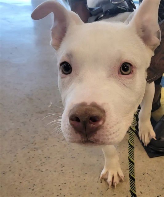 CULLEN - Pit Bull Terrier available for adoption