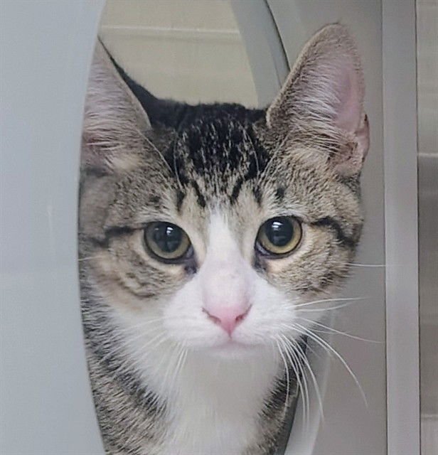 VALENTINO - Domestic Short Hair available for adoption