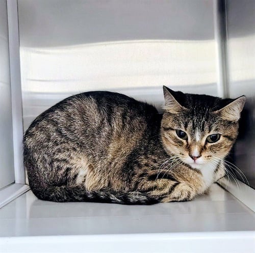 GREENLAND - Domestic Short Hair available for adoption