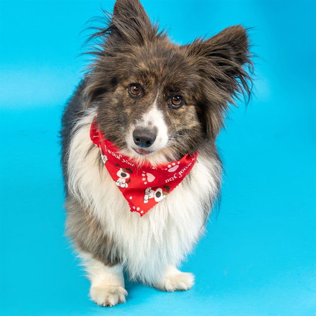 NAVY - Pembroke Welsh Corgi available for adoption