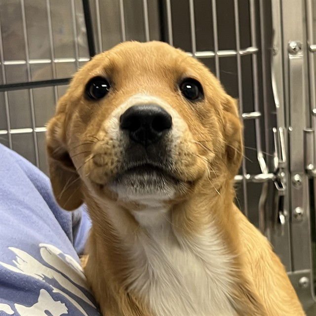 COBALT - Labrador Retriever available for adoption