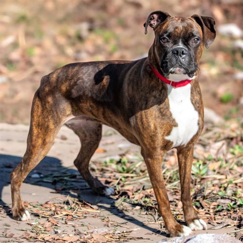 RUTHIE - Boxer available for adoption