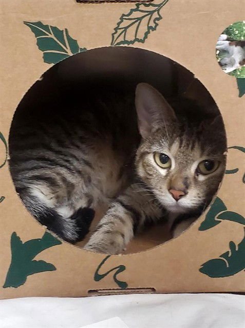 EDINBURGH - Domestic Short Hair available for adoption