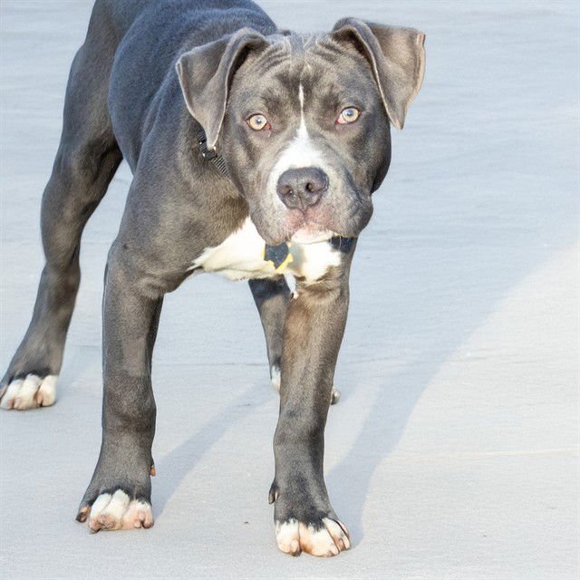 MOTO MOTO - Pit Bull Terrier available for adoption