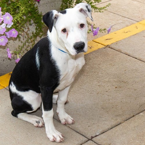 SIDON - Pointer available for adoption
