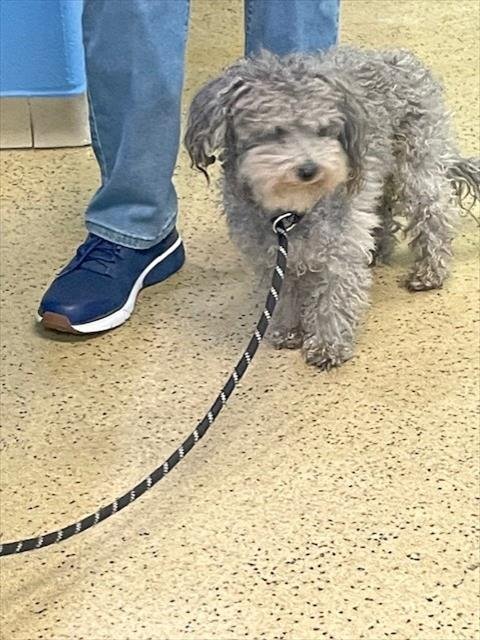 LACROSSE - Poodle (Miniature) available for adoption