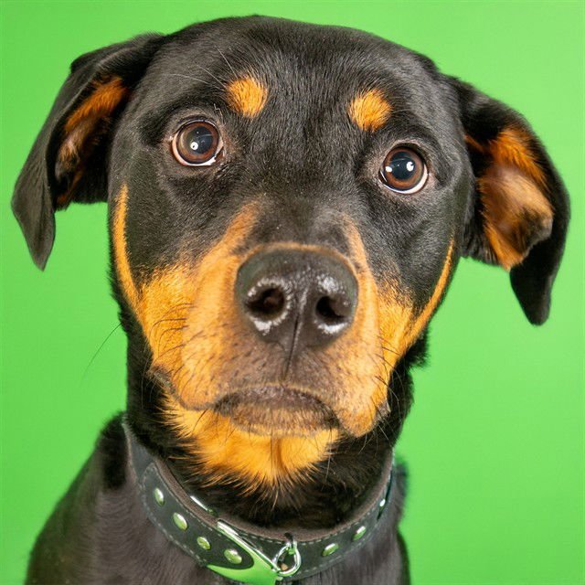 GOOBER - Rottweiler available for adoption