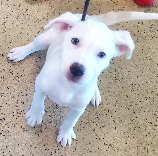 ROAN - Labrador Retriever available for adoption