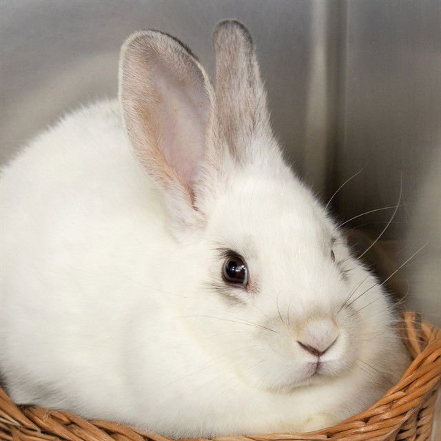 BOWIE - Shorthaired Rabbit available for adoption