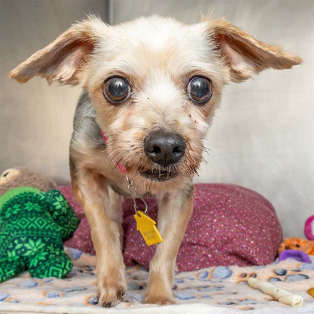 ELLIE - Maltese / Yorkshire Terrier Yorkie available for adoption