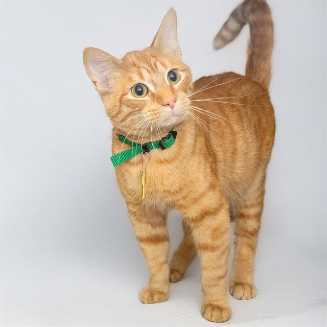 SIMBA - Domestic Short Hair available for adoption