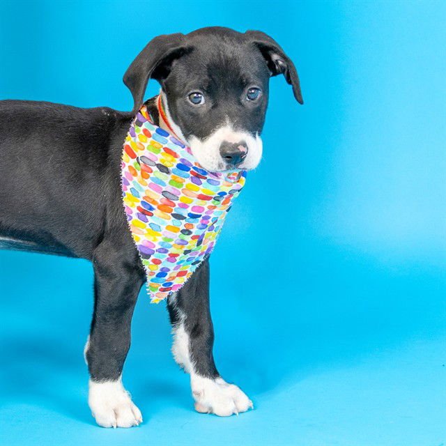 DAISY MAE - Labrador Retriever available for adoption