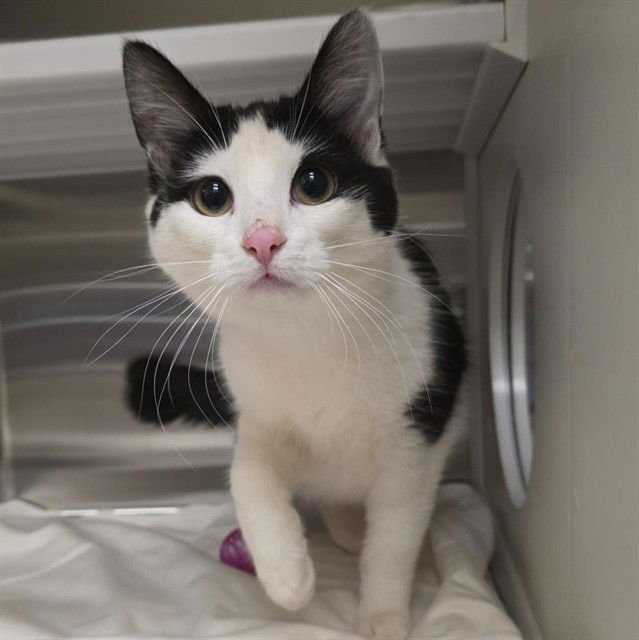 SOPHIE - Domestic Short Hair available for adoption