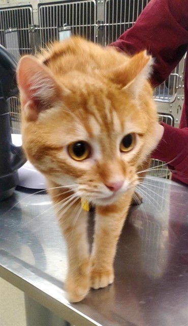 ORANGE - Domestic Short Hair available for adoption