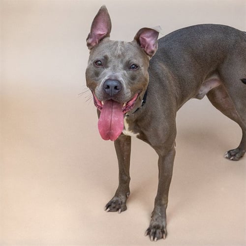 BLUE BOND - Pit Bull Terrier for adoption in St. Louis
