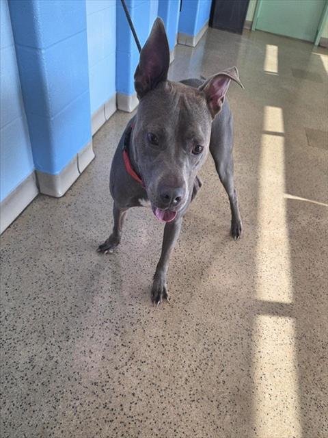 BLUE BOND - Pit Bull Terrier available for adoption