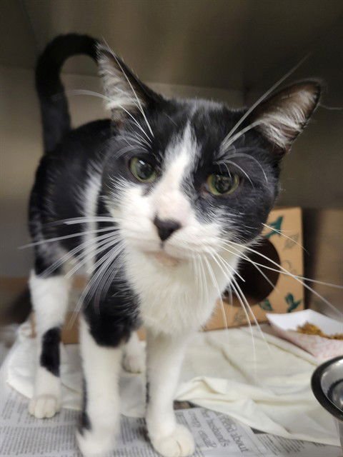 SNOWFLAKE - Domestic Short Hair available for adoption