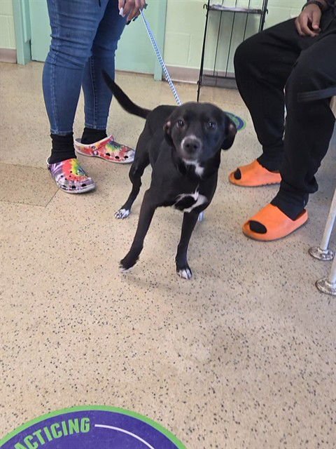 SKY - Labrador Retriever available for adoption