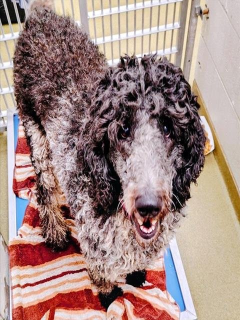 SKY - Poodle (Standard) available for adoption