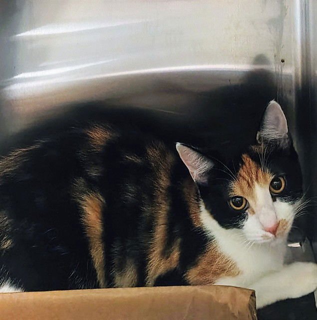 CABASA - Domestic Short Hair available for adoption