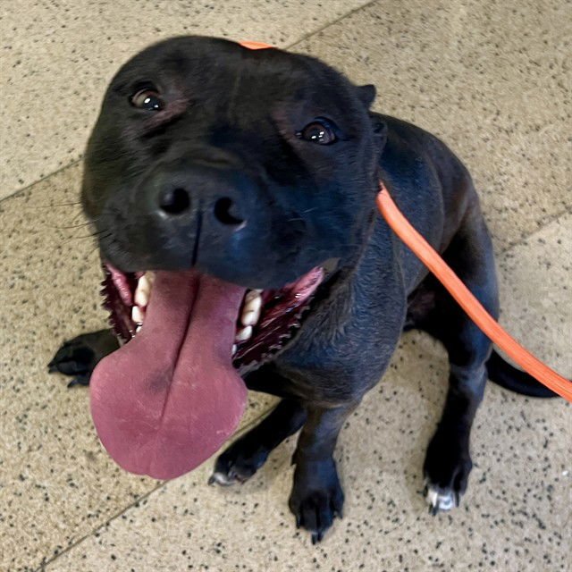 LEPRECHAUN - Pit Bull Terrier available for adoption