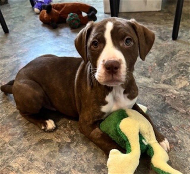 MAPLE - Plott Hound available for adoption