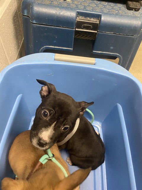 SKATE - Labrador Retriever available for adoption