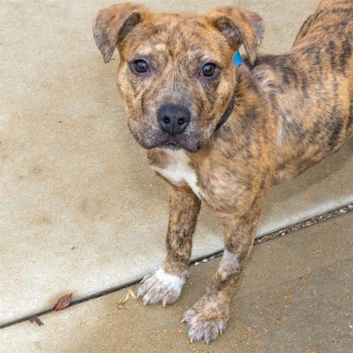 ERNIE - Pit Bull Terrier available for adoption