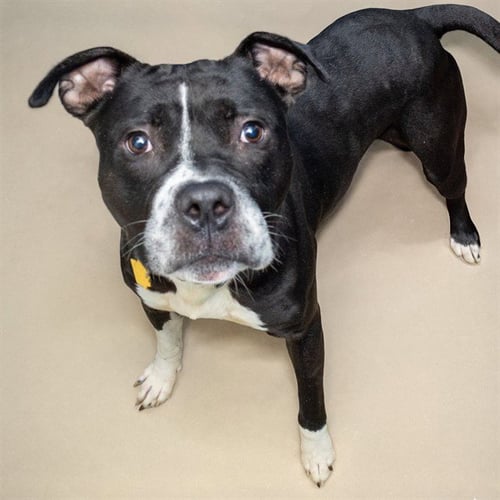 DIESEL - Pit Bull Terrier available for adoption