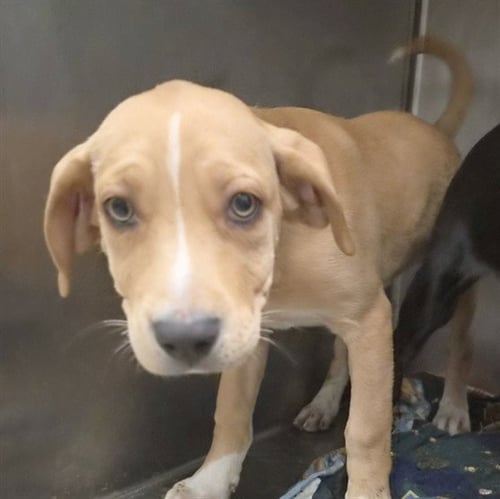 LUNA - Labrador Retriever available for adoption