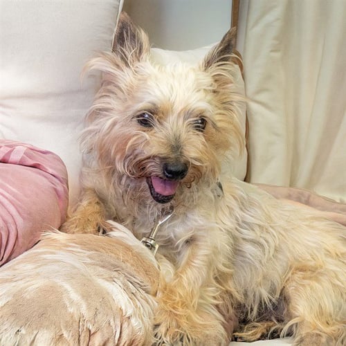 MURIEL - Cairn Terrier available for adoption