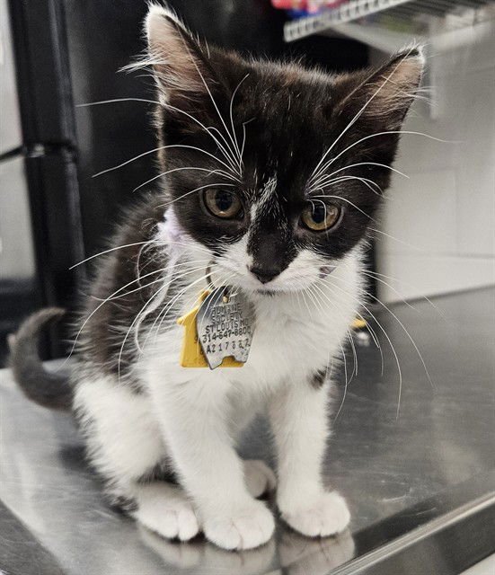 STELLA - Domestic Short Hair available for adoption