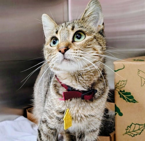 DR ORCHID - Domestic Short Hair available for adoption
