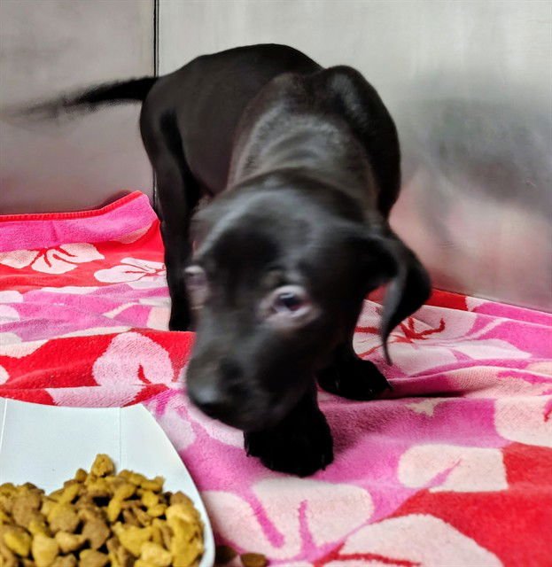 RUFUS - Labrador Retriever available for adoption