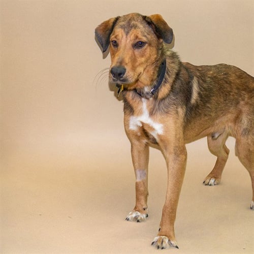 DANIEL - Labrador Retriever / German Shepherd Dog available for adoption