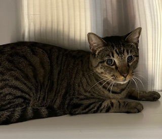 SALVATORE - Domestic Short Hair available for adoption