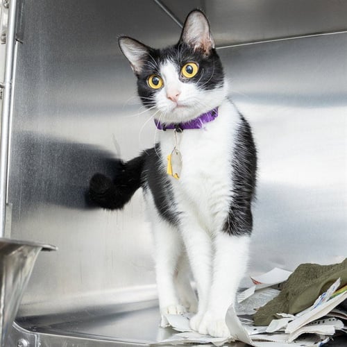 BIGFOOT - Domestic Short Hair available for adoption