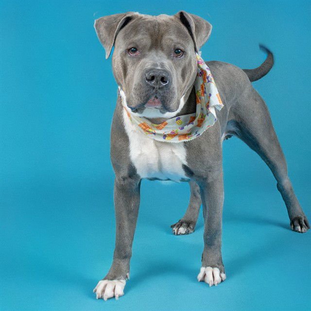 ODIN - Pit Bull Terrier available for adoption