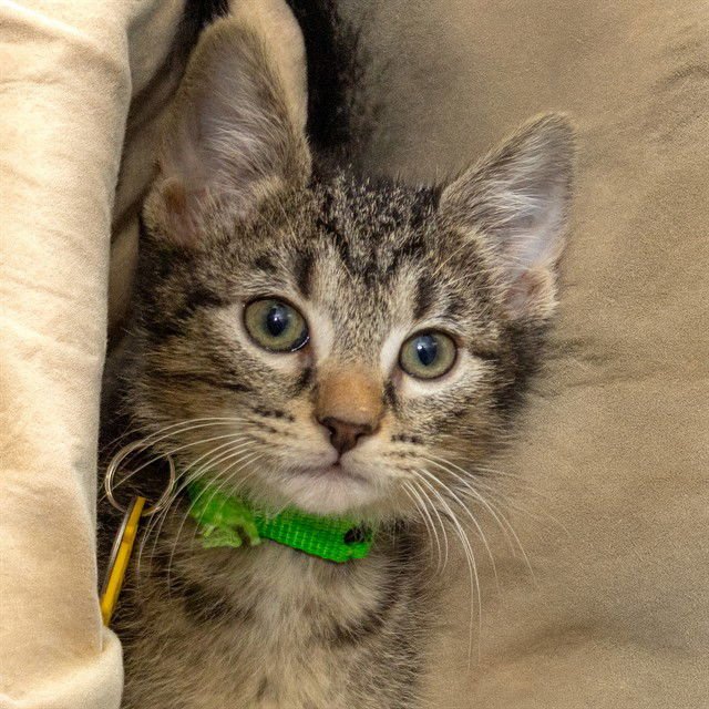 GREEN BEAN - Domestic Short Hair available for adoption