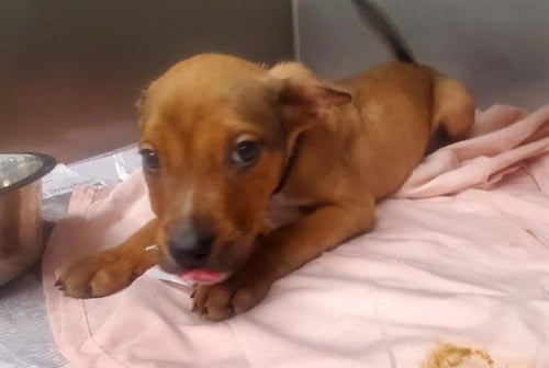 ADONIS - Siberian Husky / Doberman Pinscher available for adoption