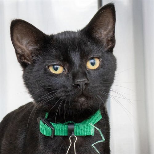 DAWN - Domestic Short Hair available for adoption