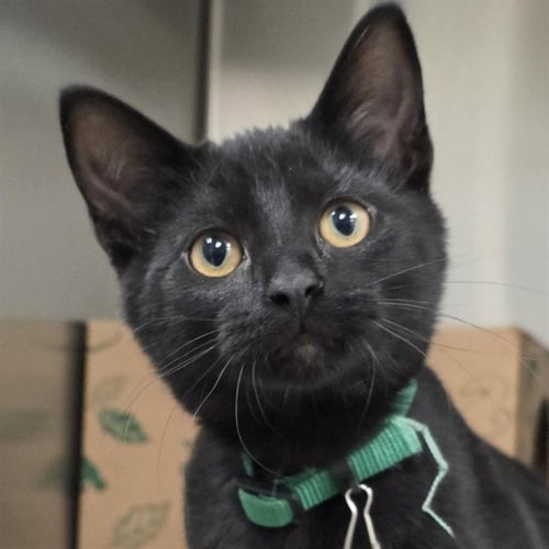 DAWN - Domestic Short Hair available for adoption