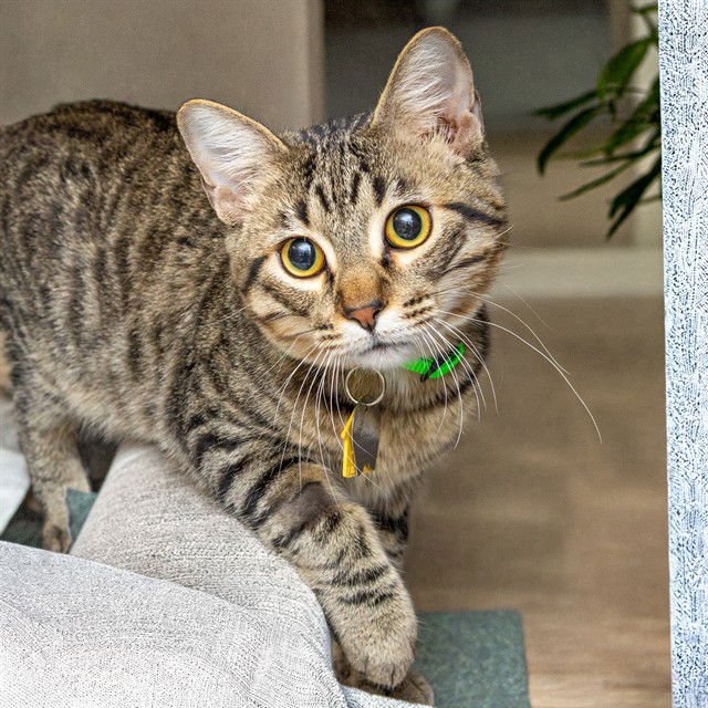 MONKEY - Domestic Short Hair available for adoption