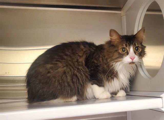 ROSEY - Domestic Long Hair available for adoption