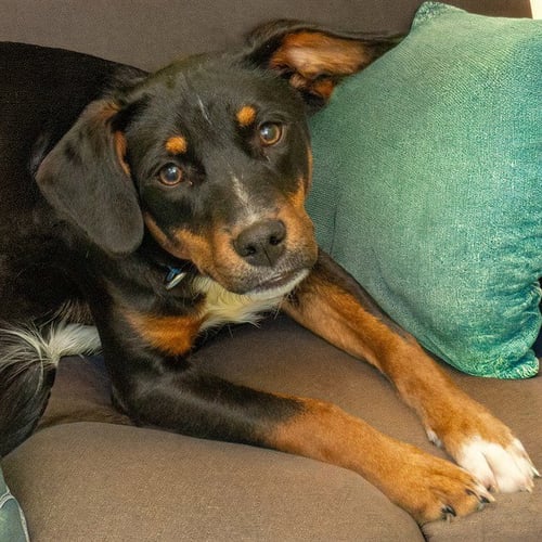 FLANNEL - Beagle available for adoption