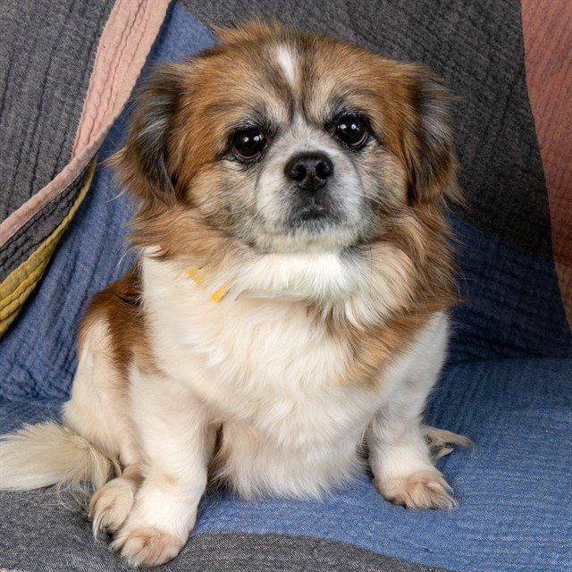 TOBY - Pekingese available for adoption