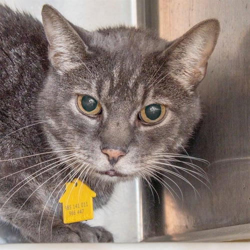 ALLEY - Domestic Short Hair available for adoption